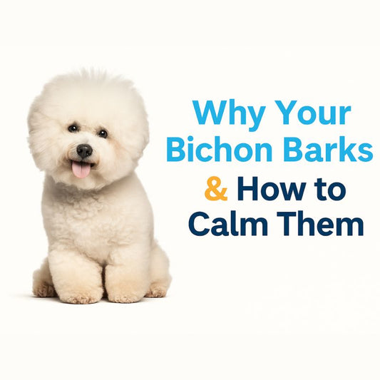 Why Do Bichon Frise Dogs Bark?