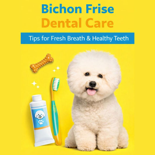Bichon Frise Dental Care: How to Prevent Bad Breath, Tartar & Tooth Loss