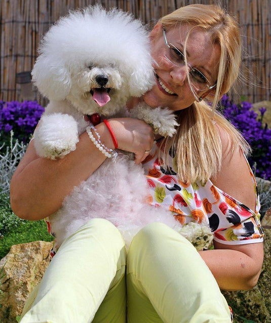 Brigitt the Bichon Frise